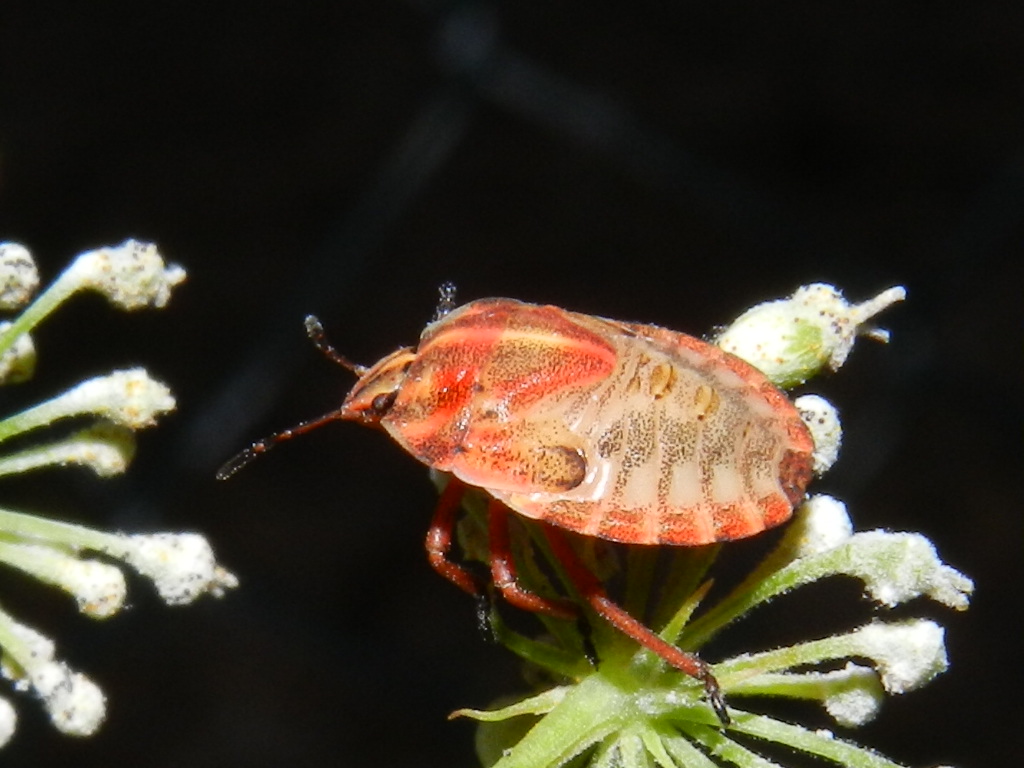 Pentatomidae: Graphosoma lineatum italicum di Lombardia (VA)